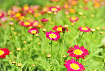 A lot and colorful of pink marguerites or Daisy Carmine Supernova on field with bokeh background