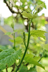 Spring buds sprouting on a grape vine with bokeh backgrund.