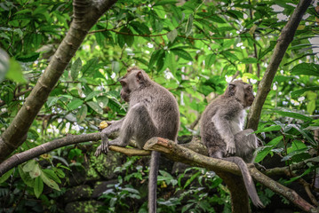 Obraz premium Portret dwóch małp w Sacred Monkey Forest