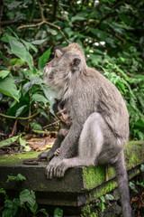 Mother and baby Balinese long-tailed monkey