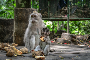 Mother and baby Balinese long-tailed monkey