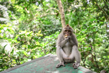 Naklejka na ściany i meble Portrait monkey in Sacred Monkey Forest