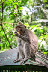 Portrait monkey in Sacred Monkey Forest