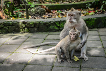Mother and baby Balinese long-tailed monkey