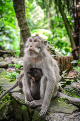 Mother and baby Balinese long-tailed monkey