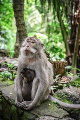 Naklejka na ściany i meble Mother and baby Balinese long-tailed monkey