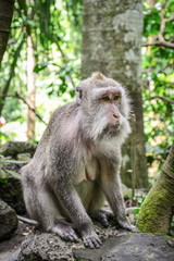Portrait monkey in Sacred Monkey Forest