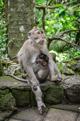 Naklejka na ściany i meble Mother and baby Balinese long-tailed monkey