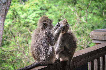 Portrait of two monkeys in Sacred Monkey Forest