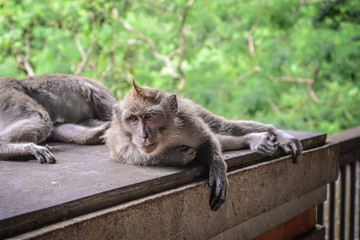 Portrait monkey in Sacred Monkey Forest