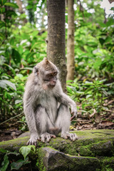 Portrait of a monkey