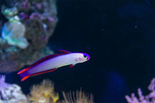 Purple firefish (Nemateleotris decora) , also known as the Decorated Firefish, Purple Dartfish, Decorated Dartfish, or Flame Firefish