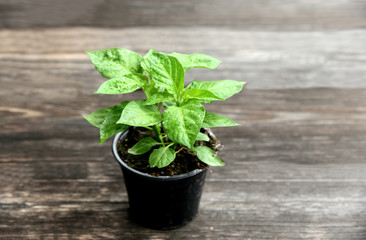 Chilli Plant Seedlings for planting in black pot  on wooden background.