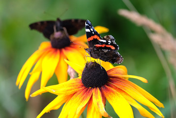 Two Vanessa atalanta. Red Admiral Butterflies sitting on yellow flowers above blur green background on summer day closeup
