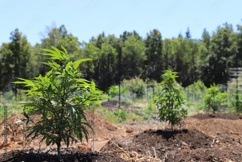 Wall mural outdoor cannabis farm