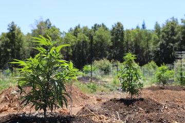 Fototapeta na wymiar Outdoor Cannabis Farm