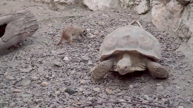 Turtle looking for food with suricata group 4K