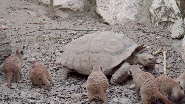 Suricata riding on a turtle 4K