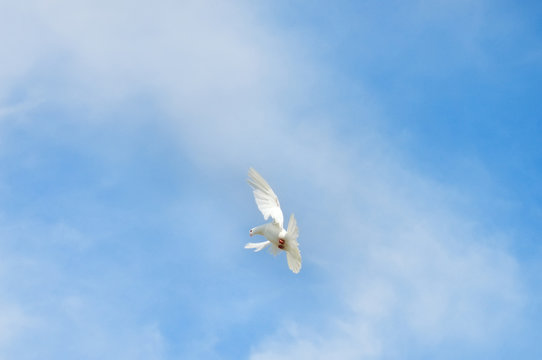 white dove - symbol of peace
