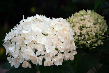 Numerous delicate white hydrangea flowers are collected in a huge inflorescence.