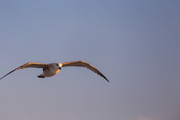 Seagull flying towards the camera for a close up frontal photo on a background of blue sky with copy space for text.