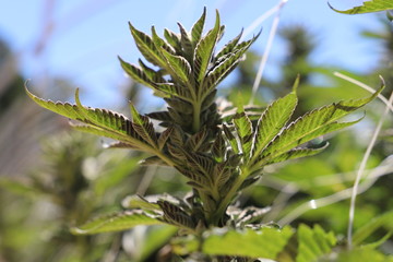 Beautiful Marijuana Plant
