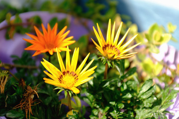 Bright yellow blossom of Osteospermum, close up image of beautiful yellow African daisy flower in garden with blurred background. Cape daisy flower.