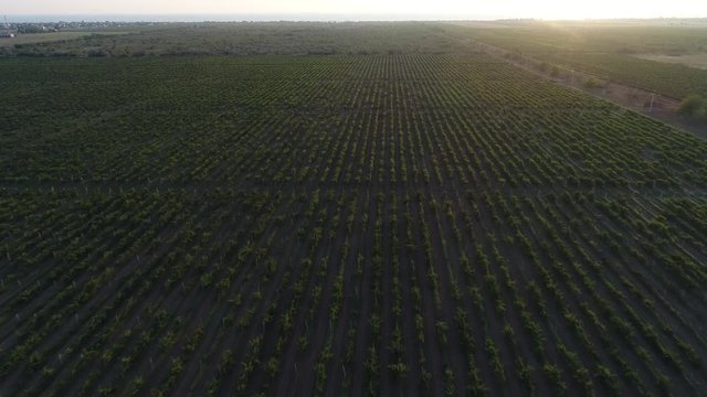 Aerial view. Flight over the tidy rows of  grape plantings. Growing grapes on the Crimea plains. Great vineyards in Kacha at sunset.