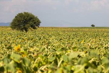 sunflowers field with a tree scene, sunflowers head down. selective focus