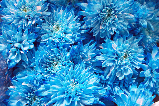 Blue chrysanthemums in a flower shop. A bouquet of chrysanthemums. Chrysanthemum Flower. Blue flowers 
