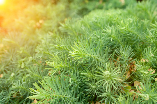 Spurge cypress grass