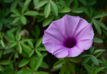 purple flower in a green garden
