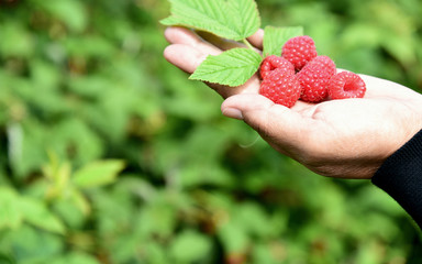 Obraz premium harvest fresh Raspberry with green leaf on hand