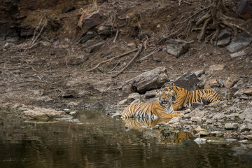 Obraz na płótnie Canvas A tigress and her cub angry in waterhole at ranthambore national park
