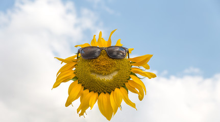 Happy Sunflower face with sunglasses in the sunflower field.