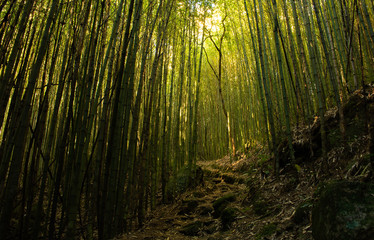 Fototapeta premium Bamboo path