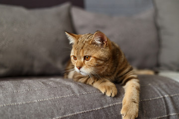 Obraz premium Portrait cute of a kitten Scottish Straight. Scottish cat golden marble