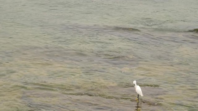white heron bird sitting in a water of Atlantic ocean of Cantabrian Sea