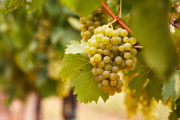 Cluster of yellow grapes in the vineyard - obrazy, fototapety, plakaty
