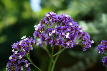 Plant with tiny violett blossoms