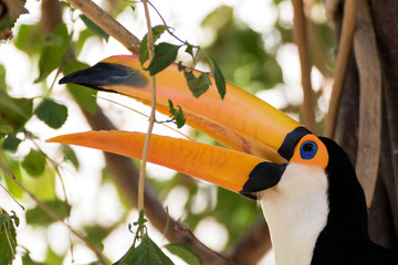 Toucan