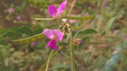 Little purple flower | Brazil
