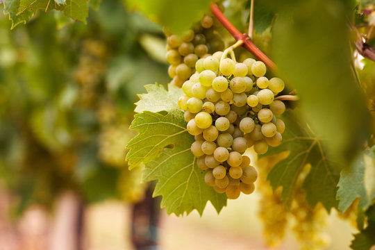 Cluster of yellow grapes in the vineyard