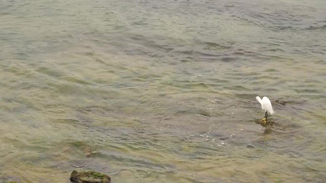 white heron bird sitting in a water of Atlantic ocean of Cantabrian Sea
