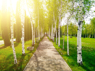 Asphalting path between birches in the park. 
