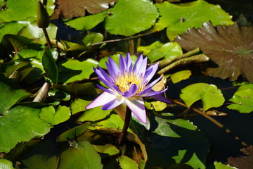 Violet waterlily in a pond in the summer