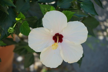 Fototapeta na wymiar White hibiscus flower with purple insides