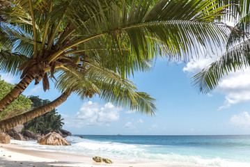 Fototapeta na wymiar Palm trees on a tropical beach in Seychelles