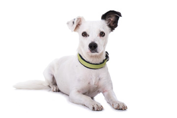 Mischlinghund auf weißem Hintergrund