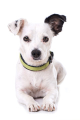 Liegender Mischlinghund auf weißem Hintergrund